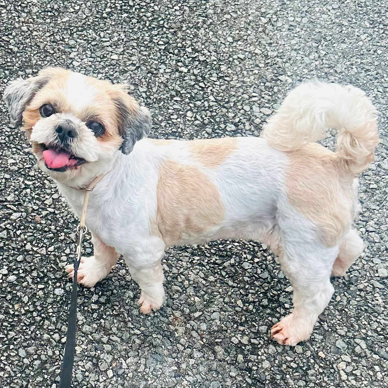 Kristin Richards joined the competition — help win amazing prizes! close_up, collar, curly_tail, cute, dog, fur, gravel, leash, looking_up, outdoor, pavement, paws, pet, shih_tzu, small_dog, smiling, tan_patches, tongue_out, walking, white_fur