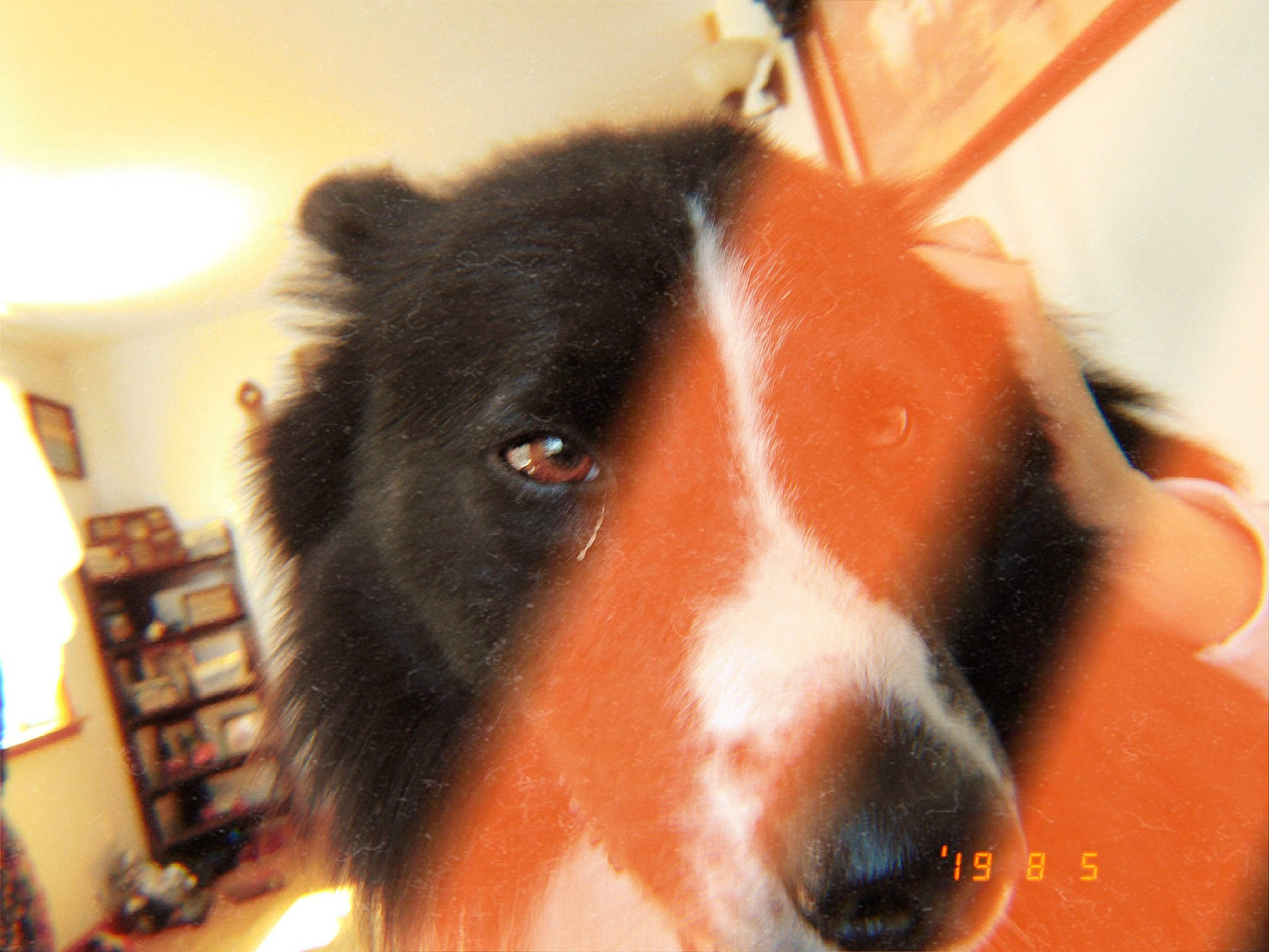 Mojo is registered to the contest to win money with this photo: australian_shepherd, bernese_mountain_dog, border_collie, canidae, carnivore, dog, dog_breed, ear, mammal, nose, snout, sporting_group, vertebrate, whiskers