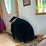 Mojo is registered to the contest to win money with this photo: black, black_cat, canidae, carnivore, cat, comfort, felidae, floor, furniture, house, interior_design, long_hair, nap, room, small_to_medium_sized_cats, tail, whiskers