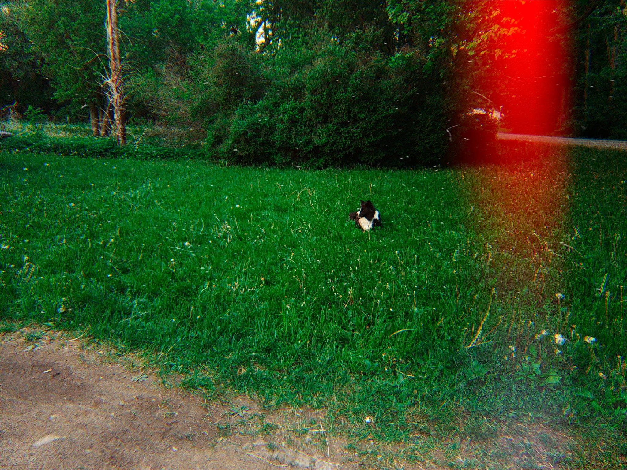 Mojo is registered to the contest to win money with this photo: forest, grass, grass_family, green, landscape, lawn, leaf, natural_environment, nature, plant, shrub, tree