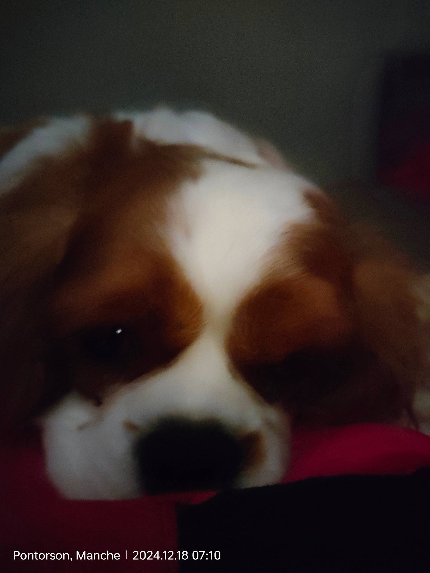 animal, background, blur, brown, calm, close_up, cozy, cute, dog, domestic, face, fur, indoors, pet, pink, resting, sleepy, snout, soft_lighting, white