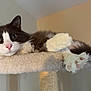Steven joined the competition — help win amazing prizes! cat, fluffy, black_and_white, paws, cat_tree, lounging, relaxed, indoor, pet, feline, sleepy, cozy, fur, whiskers, pink_nose, claws, resting, closeup, animal, home