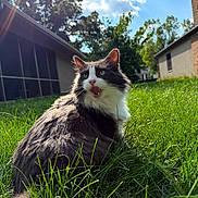 Steven joined the competition — help win amazing prizes! cat, grass, outdoor, sunlight, greenery, animal, pet, fluffy, black_and_white, tongue_out, nature, daylight, backlit, fur, mammal, house, tree, blue_sky, whiskers, garden