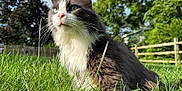 Steven joined the competition — help win amazing prizes! cat, gray_cat, white_cat, grass, outdoor, nature, greenery, fence, trees, sunlight, pet, animal, whiskers, close_up, mammal, domestic_cat, fur, nose, eyes, daytime