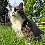 animal, cat, close_up, daytime, domestic_cat, eyes, fence, fur, grass, gray_cat, greenery, mammal, nature, nose, outdoor, pet, sunlight, trees, whiskers, white_cat