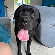 Vaïko a rejoint le concours — aidez-le/la à gagner de superbes lots ! dog, black_labrador, tongue_out, happy, pet, indoor, living_room, tile_floor, furniture, blue_wall, clock, canine, animal, mammal, cute, friendly, domestic, portrait, front_view, young_dog