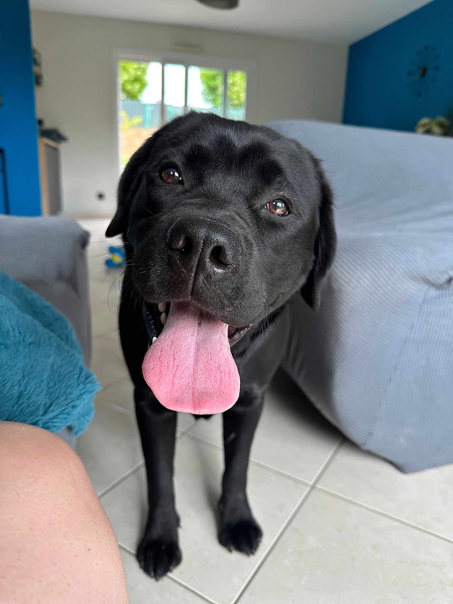 Vaïko a rejoint le concours — aidez-le/la à gagner de superbes lots ! dog, black_labrador, tongue_out, happy, pet, indoor, living_room, tile_floor, furniture, blue_wall, clock, canine, animal, mammal, cute, friendly, domestic, portrait, front_view, young_dog