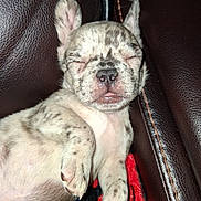 King is registered to the contest to win money with this photo: adorable, animal, blanket, close_up, cozy, cute, dog, domestic_animal, fur, indoors, leather_couch, paw, pet, puppy, relaxed, resting, sleeping, small, spotted, young