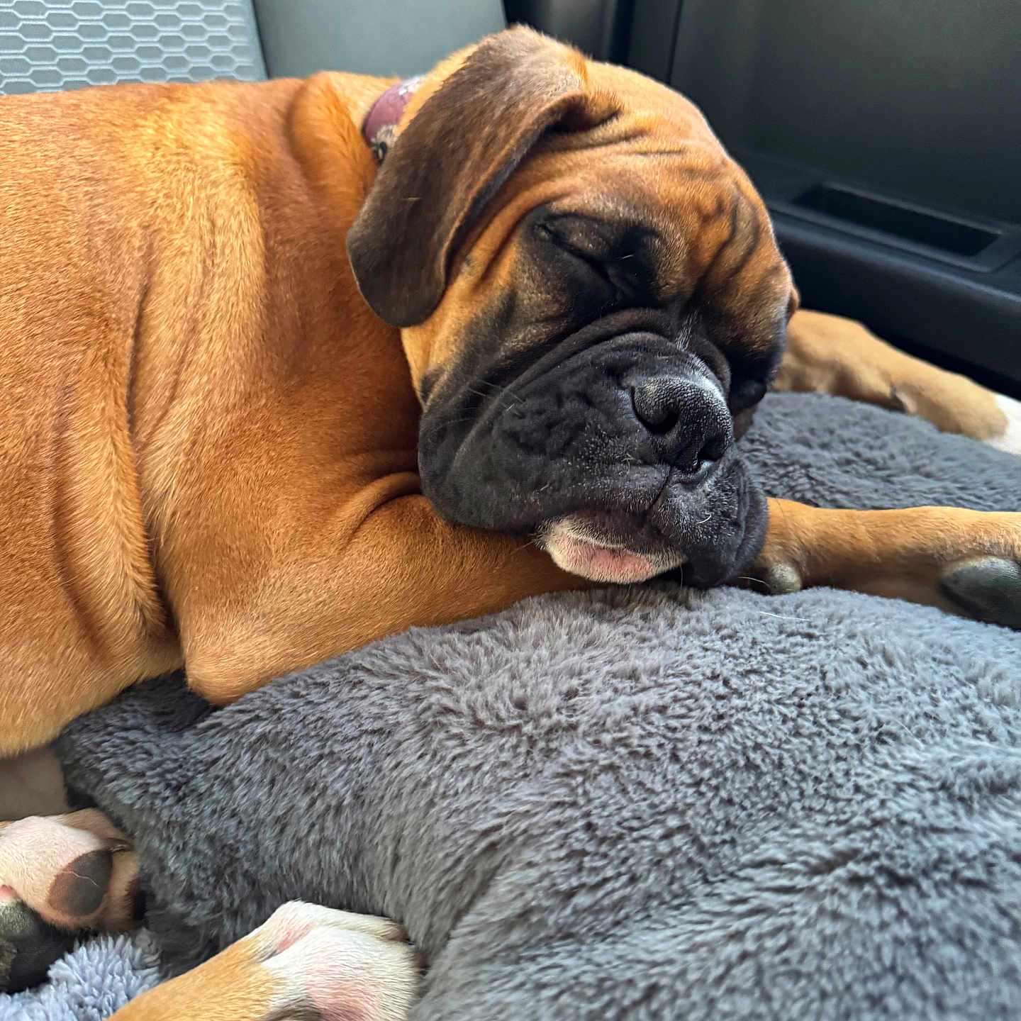 Koal joined the competition — help win amazing prizes! animal, blanket, brown_dog, canine, car_interior, closeup, comfort, cozy, dog, ears, fur, indoor, mammal, paws, pet, relaxed, resting, seat, sleeping, snout