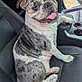 Bonnie joined the competition — help win amazing prizes! animal, brindle, bulldog, car_seat, companion, cute, dog, domestic_animal, friendly, happy, indoor, leather, paw, pet, resting, seat, sitting, smiling, tongue_out, vehicle
