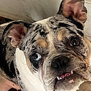Bonnie is registered to the contest to win money with this photo: animal, blue_eye, brown_eye, bulldog, canine, close_up, curious, dog, ear, expression, face, fur, indoor, merle_coat, pet, portrait, snout, teeth, tongue, underbite