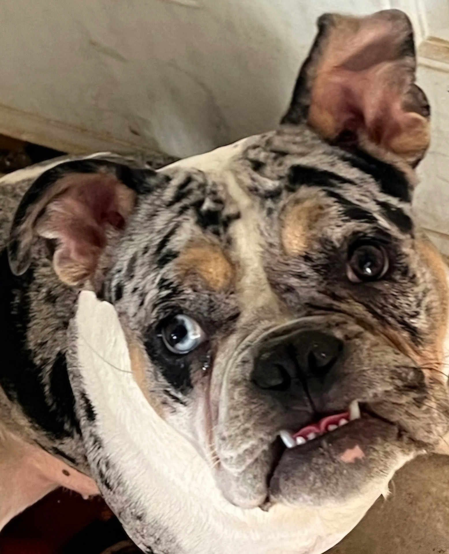 Bonnie