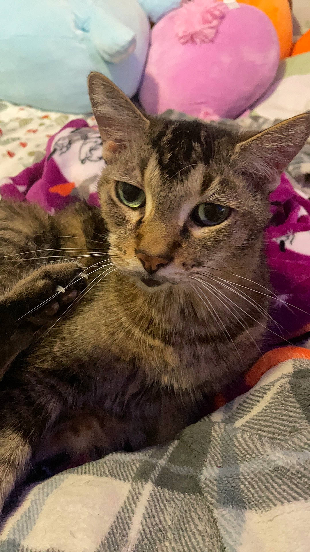 Zippy is registered to the contest to win money with this photo: carnivore, cat, claw, comfort, domestic_short_haired_cat, felidae, fur, grass, magenta, paw, small_to_medium_sized_cats, snout, whiskers, wildlife