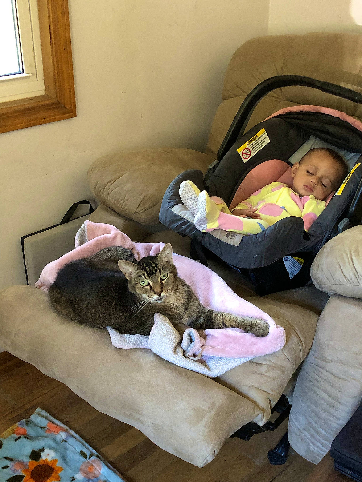 Zippy is registered to the contest to win money with this photo: carnivore, cat, comfort, companion_dog, couch, domestic_short_haired_cat, felidae, flooring, hardwood, lap, living_room, picture_frame, room, sitting, small_to_medium_sized_cats, textile, toddler, whiskers, window, wood