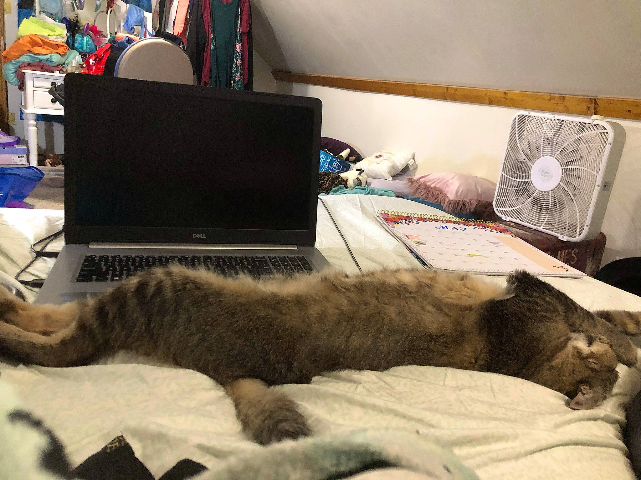 Zippy joined the competition — help win amazing prizes! carnivore, cat, comfort, companion_dog, computer, couch, electronic_device, felidae, fur, gadget, grey, laptop, linens, living_room, personal_computer, selfie, small_to_medium_sized_cats, tail, whiskers, wood