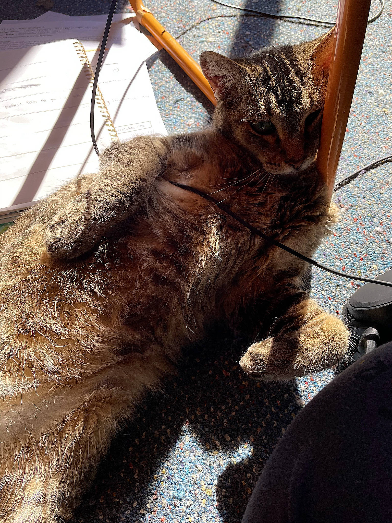 Zippy is registered to the contest to win money with this photo: black_cat, carnivore, cat, claw, domestic_short_haired_cat, fawn, felidae, flowerpot, fur, houseplant, human_leg, metal, small_to_medium_sized_cats, snout, tail, terrestrial_animal, tree, whiskers, window, wood