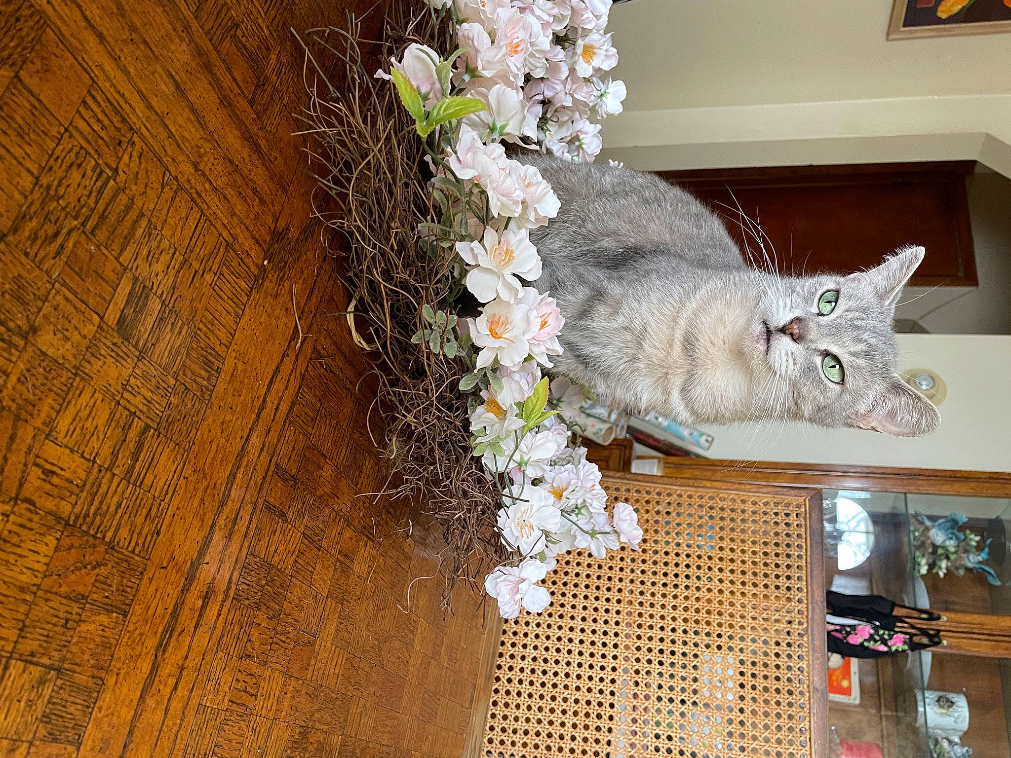 Sylvia joined the competition — help win amazing prizes! art, artificial_flower, cat, cut_flowers, felidae, flooring, flower, flower_arranging, hardwood, petal, plant, sculpture, shelf, small_to_medium_sized_cats, table, tail, textile, tree, twig, wood