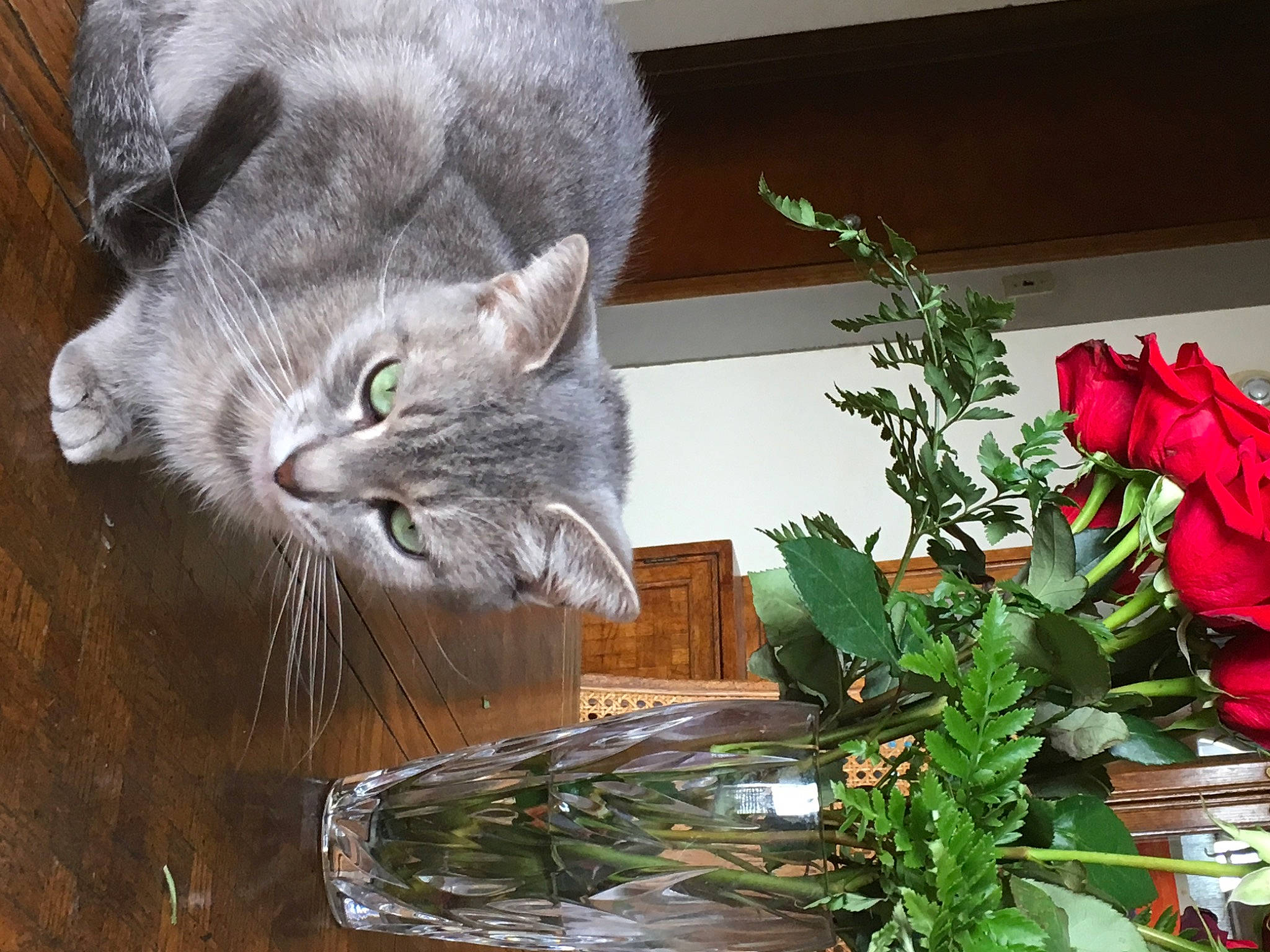 Sylvia is registered to the contest to win money with this photo: annual_plant, art, artificial_flower, carnivore, cat, cat_supply, domestic_short_haired_cat, felidae, flower_arranging, flowerpot, grass, herb, herbaceous_plant, houseplant, pet_supply, plant, small_to_medium_sized_cats, tail, water, whiskers