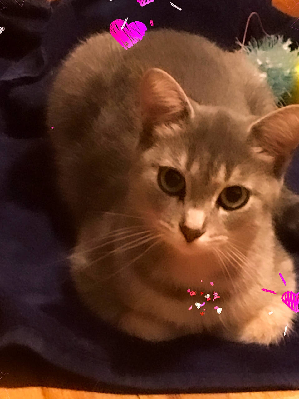 Sylvia is registered to the contest to win money with this photo: carnivore, cat, circle, domestic_short_haired_cat, fawn, felidae, font, fur, graphics, iris, paw, photo_caption, small_to_medium_sized_cats, snout, tail, terrestrial_animal, whiskers