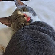 Punky is registered to the contest to win money with this photo: cat, gray_cat, white_cat, pet, animal, face, tongue, pink_nose, whiskers, ears, sleepy, relaxed, close_up, portrait, blanket, cozy, indoors, bed, soft_texture, funny