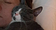 Punky is registered to the contest to win money with this photo: cat, human, sleeping, cuddling, portrait, close_up, pet, companion, gray_cat, white_paws, pink_nose, whiskers, ears, fur, pillow, bed, indoors, cozy, relaxed, affection
