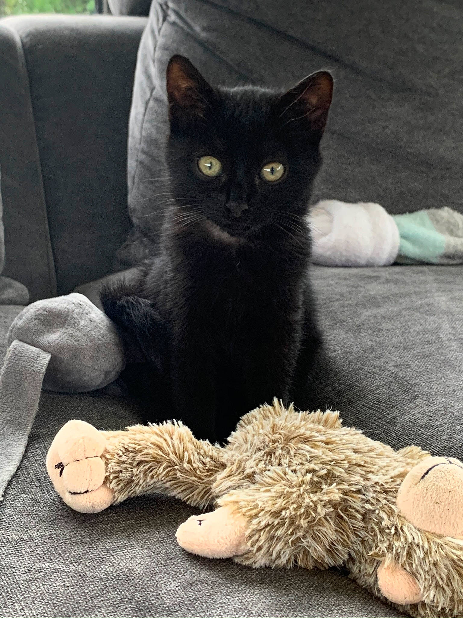 Cambouis a rejoint le concours — aidez-le/la à gagner de superbes lots ! asian, black_cat, carnivore, cat, claw, domestic_short_haired_cat, european_shorthair, felidae, footwear, fur, german_rex, kitten, leg, mammal, paw, polydactyl_cat, shoe, small_to_medium_sized_cats, vertebrate, whiskers