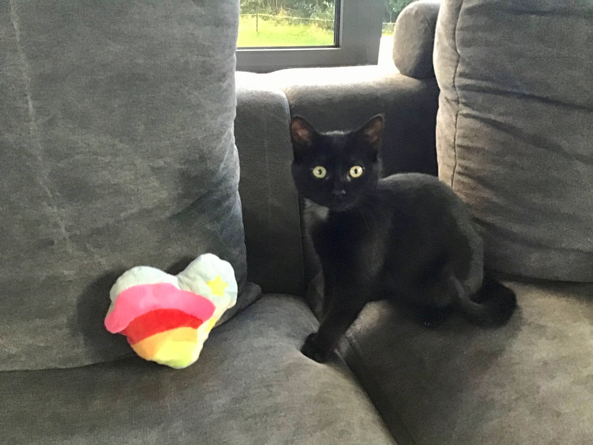 Cambouis participe au concours pour gagner de l'argent avec cette photo : asian, black_cat, bombay, british_shorthair, carnivore, cat, chartreux, domestic_short_haired_cat, felidae, kitten, korat, leg, polydactyl_cat, russian_blue, small_to_medium_sized_cats, snout, tail, whiskers