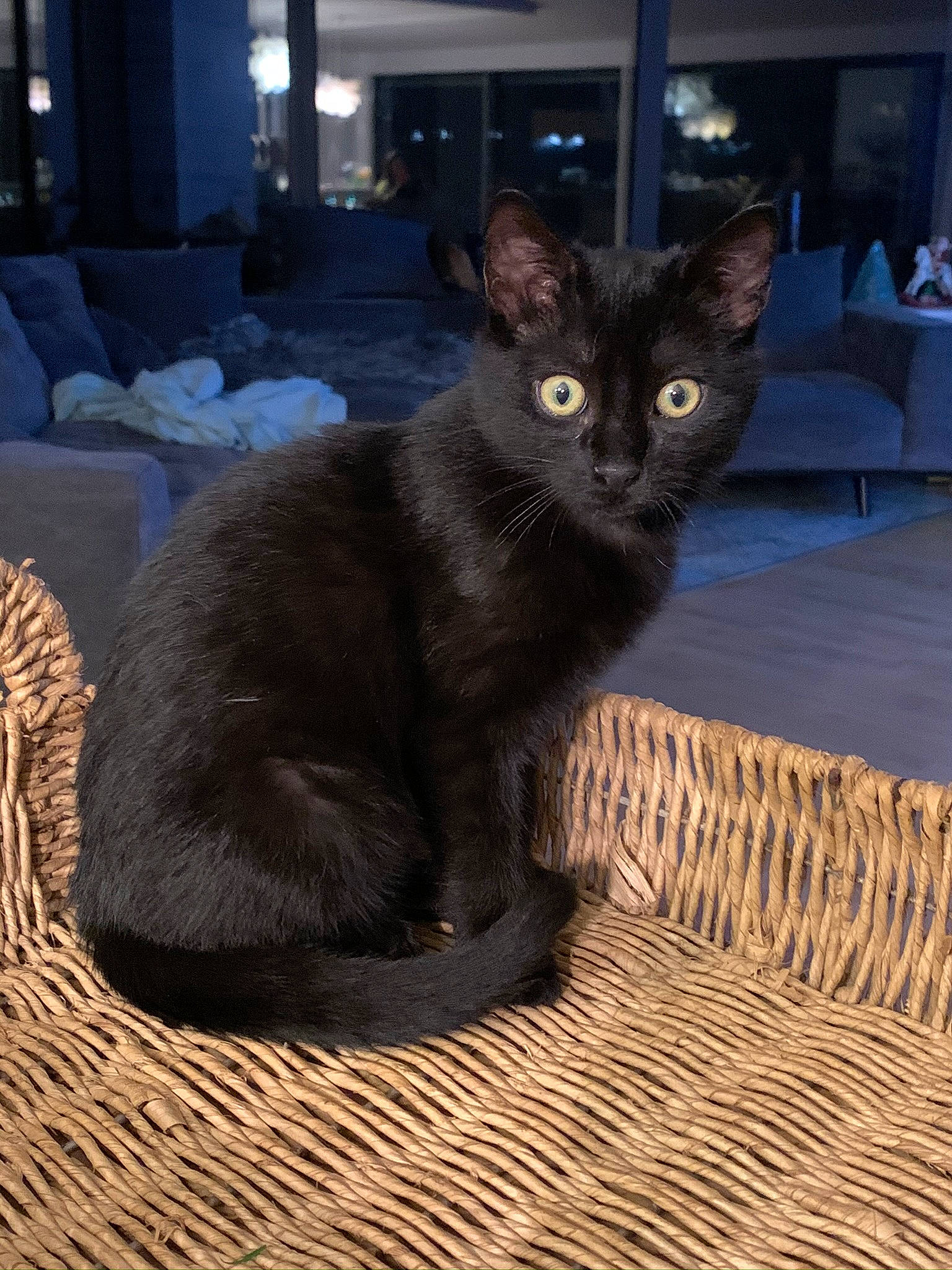 Cambouis participe au concours pour gagner de l'argent avec cette photo : asian, black_cat, bombay, burmese, carnivore, cat, domestic_short_haired_cat, felidae, javanese, korat, mammal, nebelung, small_to_medium_sized_cats, vertebrate, whiskers