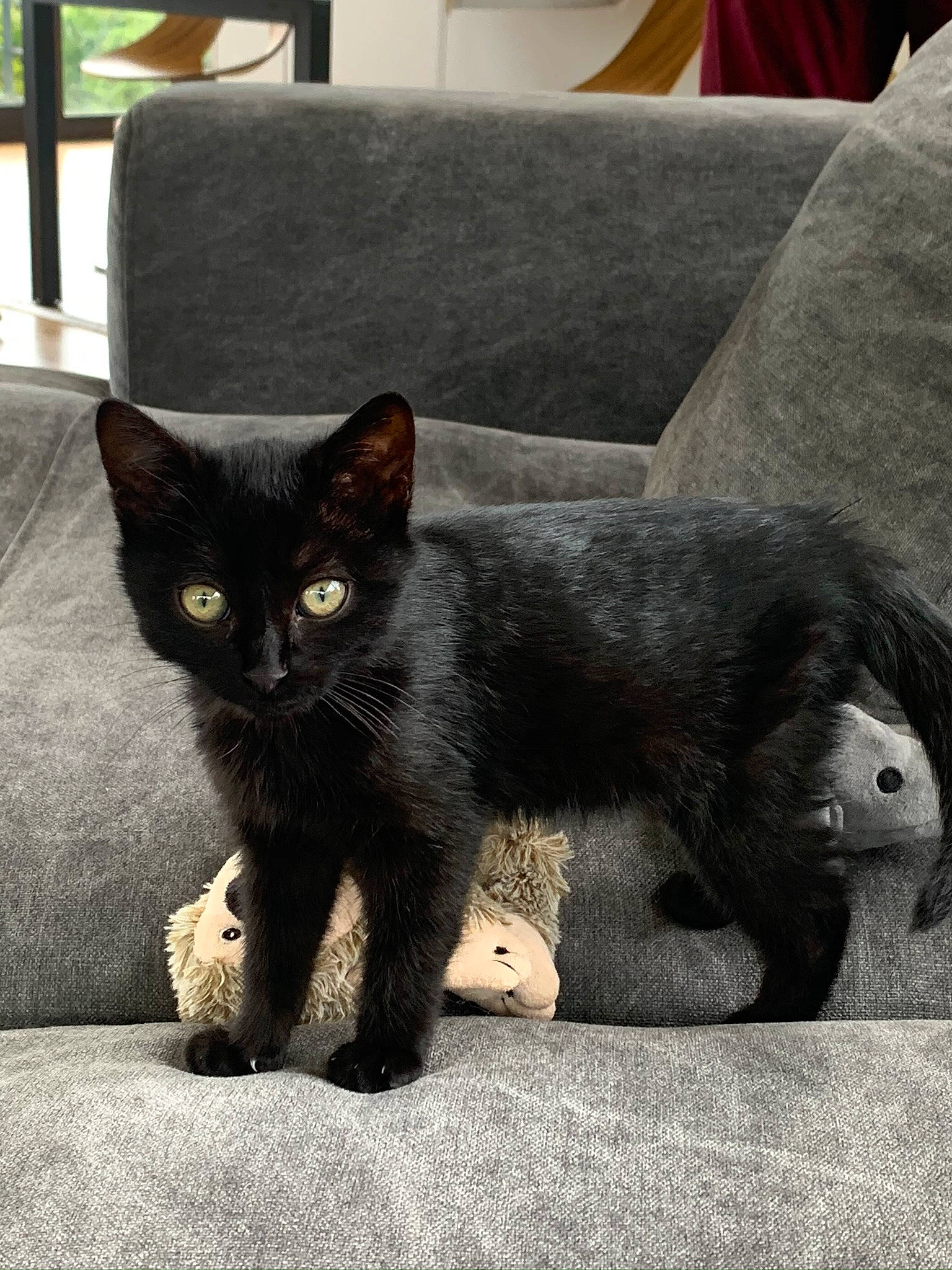 Cambouis a rejoint le concours — aidez-le/la à gagner de superbes lots ! asian, black_cat, bombay, carnivore, cat, chartreux, domestic_short_haired_cat, eye, felidae, fur, kitten, korat, mammal, polydactyl_cat, russian_blue, small_to_medium_sized_cats, snout, tail, vertebrate, whiskers