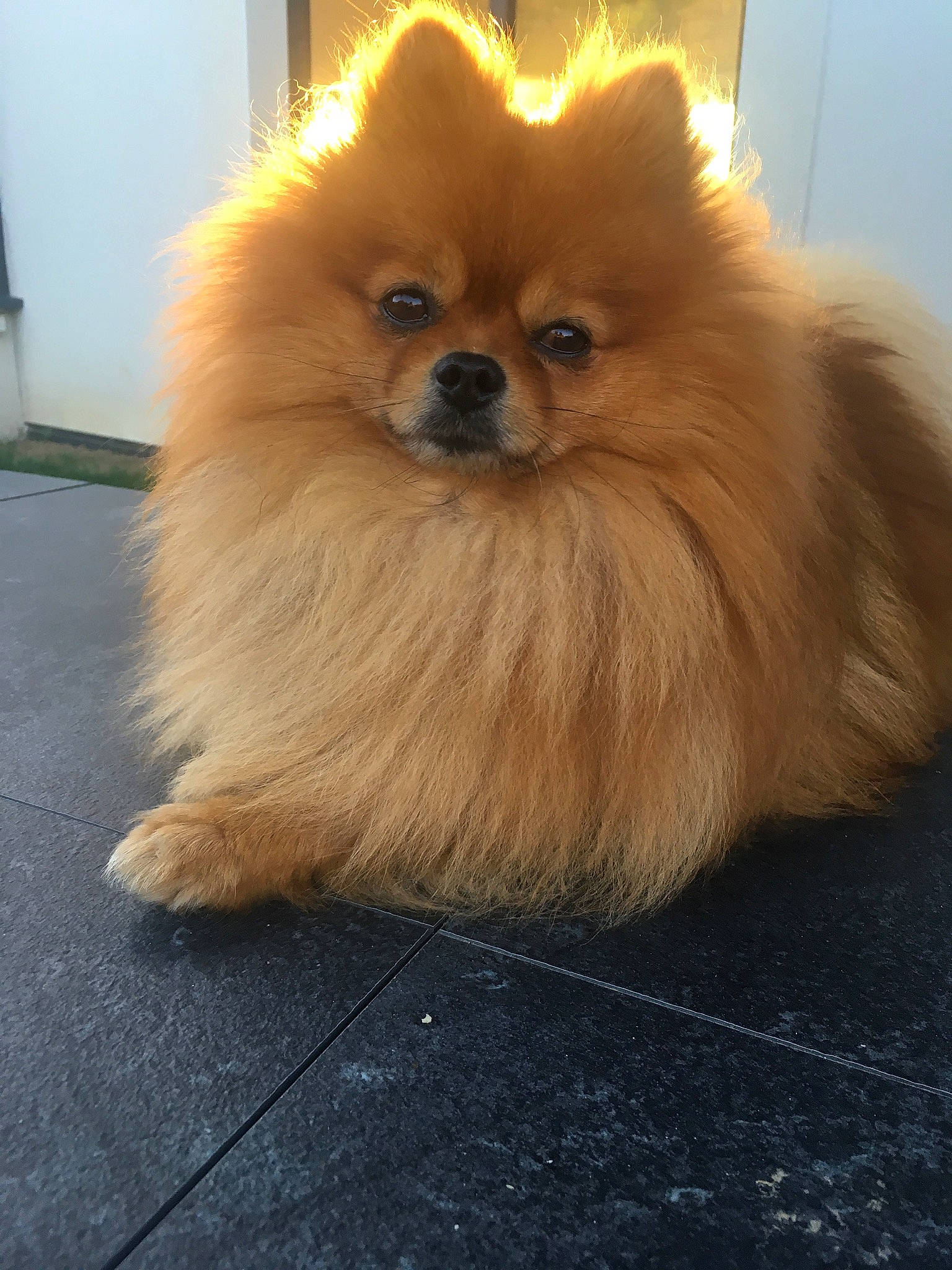 Malo participe au concours pour gagner de l'argent avec cette photo : ancient_dog_breeds, canidae, carnivore, companion_dog, dog, dog_breed, fawn, fur, german_spitz, german_spitz_klein, german_spitz_mittel, mammal, non_sporting_group, pomeranian, snout, spitz, sporting_group, toy_dog, vertebrate, volpino_italiano