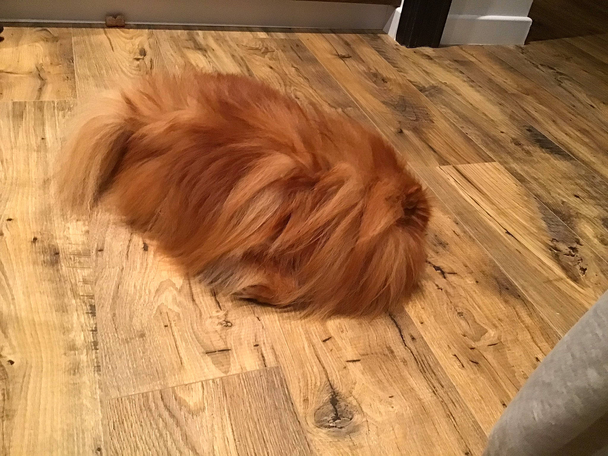 Malo a rejoint le concours — aidez-le/la à gagner de superbes lots ! canidae, caramel_color, carnivore, companion_dog, dog, dog_breed, fawn, floor, flooring, fur, hardwood, laminate_flooring, liver, sporting_group, tail, wood, wood_flooring