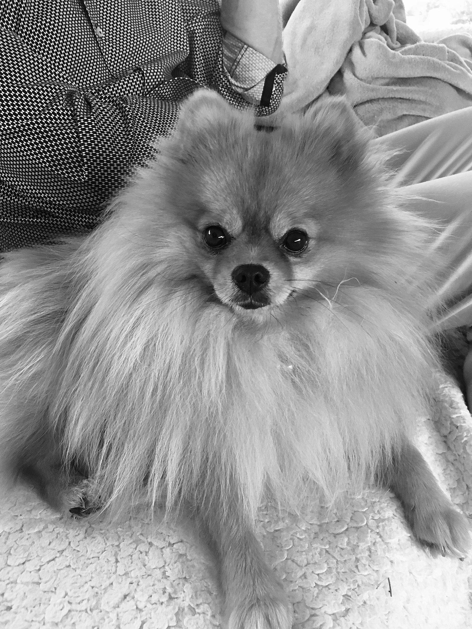 Malo participe au concours pour gagner de l'argent avec cette photo : black_and_white, canidae, carnivore, companion_dog, dog, dog_breed, fur, german_spitz, german_spitz_klein, german_spitz_mittel, mammal, monochrome, non_sporting_group, pomeranian, puppy, snout, spitz, toy_dog, vertebrate, volpino_italiano