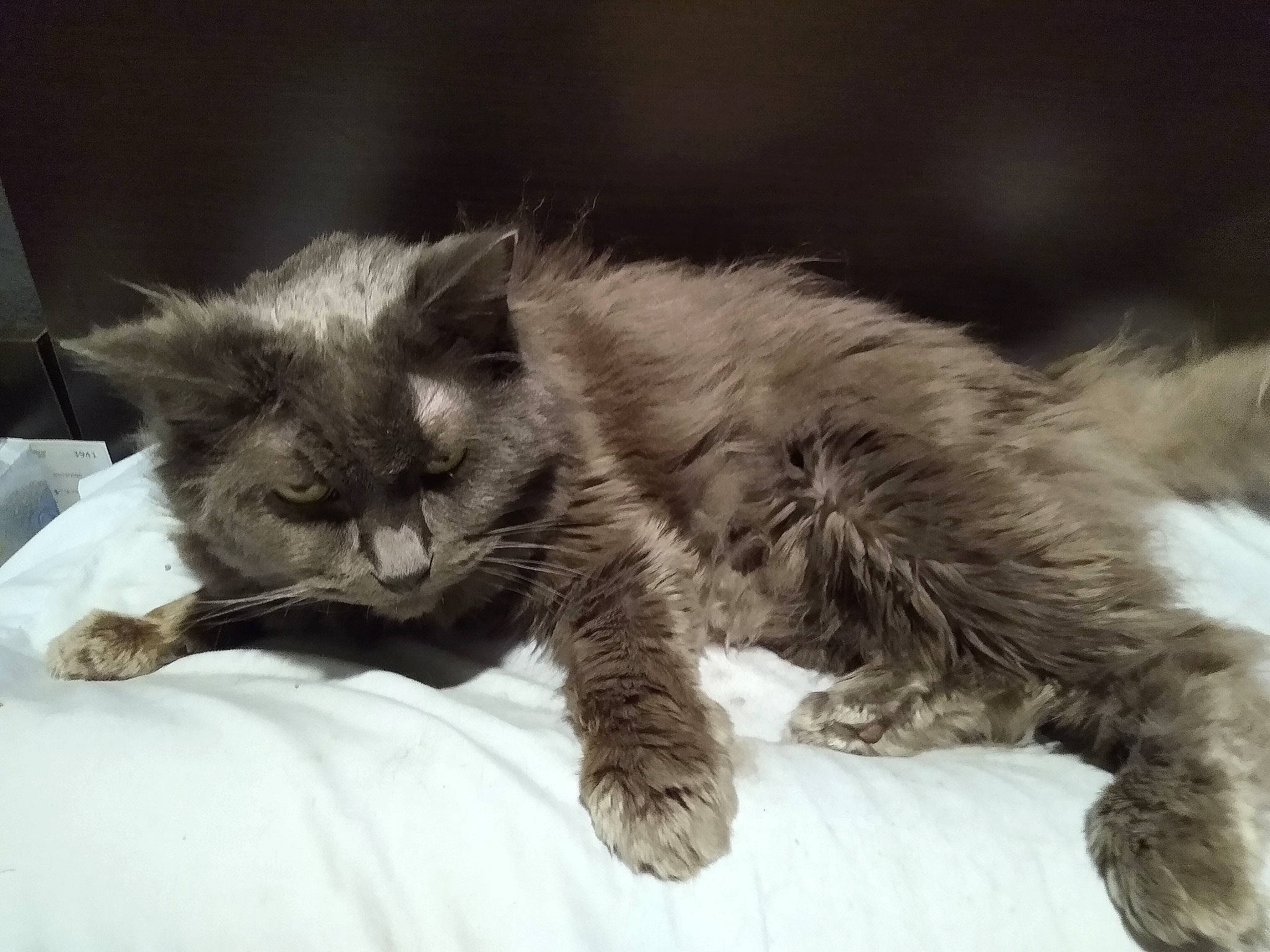 Tessa joined the competition — help win amazing prizes! black_and_white, british_longhair, british_semi_longhair, carnivore, cat, domestic_long_haired_cat, eye, felidae, fur, kitten, maine_coon, mammal, nebelung, norwegian_forest_cat, paw, ragamuffin, siberian, sky, small_to_medium_sized_cats, whiskers