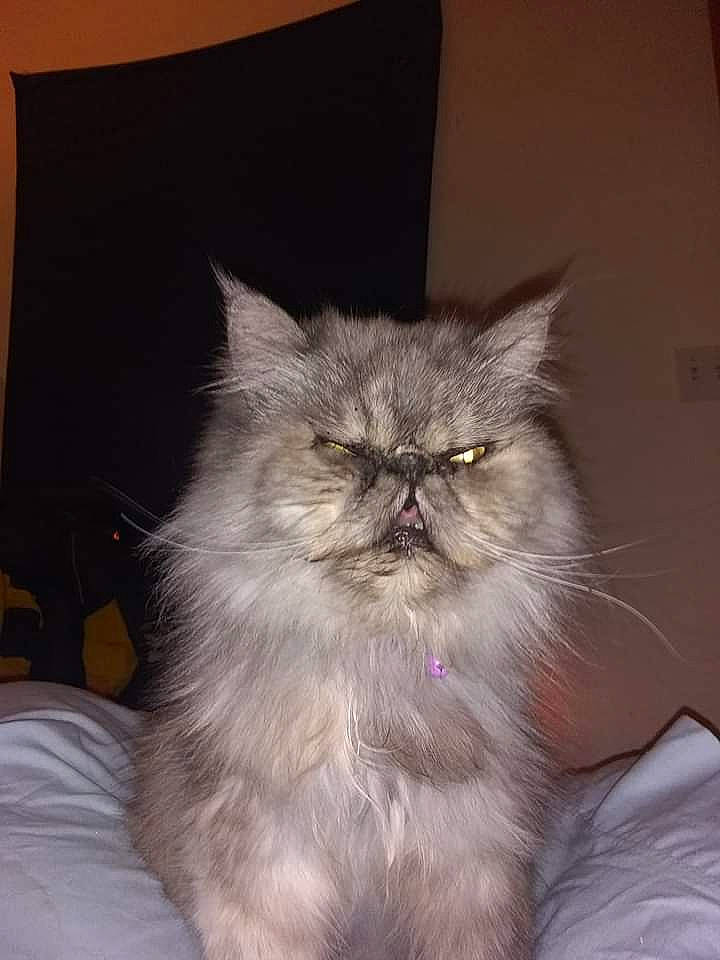 Blueberry is registered to the contest to win money with this photo: asian_semi_longhair, british_longhair, british_semi_longhair, carnivore, cat, domestic_long_haired_cat, eye, fawn, felidae, fur, himalayan, kitten, maine_coon, mammal, norwegian_forest_cat, persian, siberian, small_to_medium_sized_cats, vertebrate, whiskers