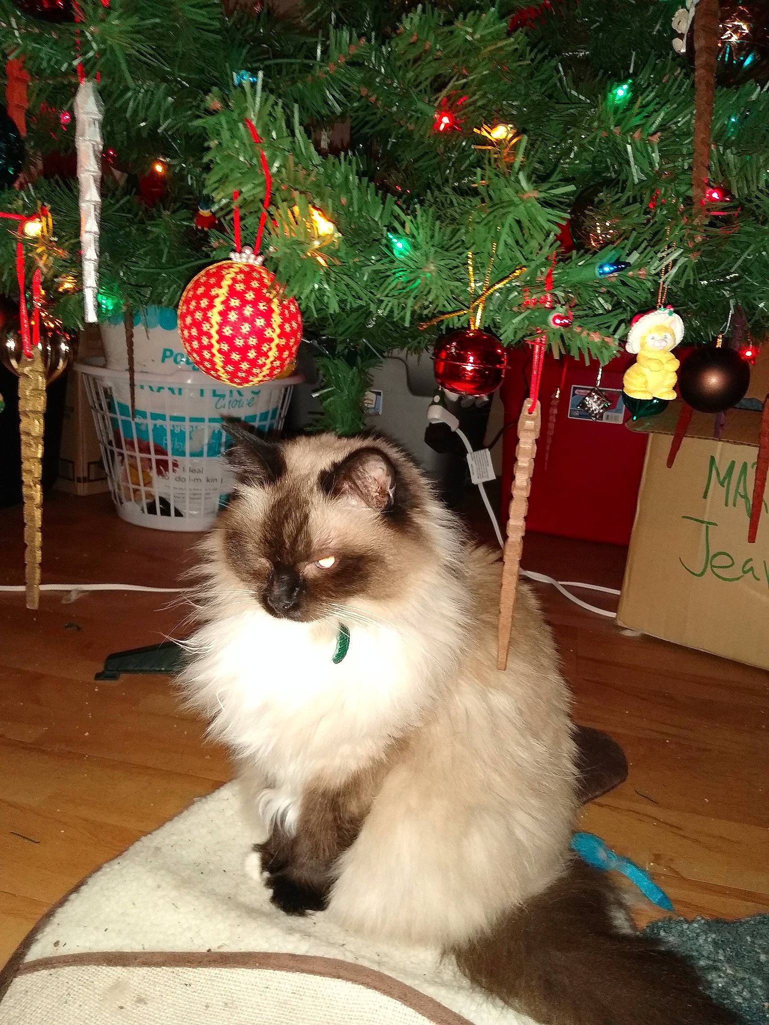 Molly joined the competition — help win amazing prizes! birman, carnivore, cat, christmas, christmas_decoration, christmas_ornament, christmas_tree, domestic_long_haired_cat, felidae, himalayan, holiday, interior_design, mammal, norwegian_forest_cat, ragamuffin, ragdoll, small_to_medium_sized_cats, tree, whiskers