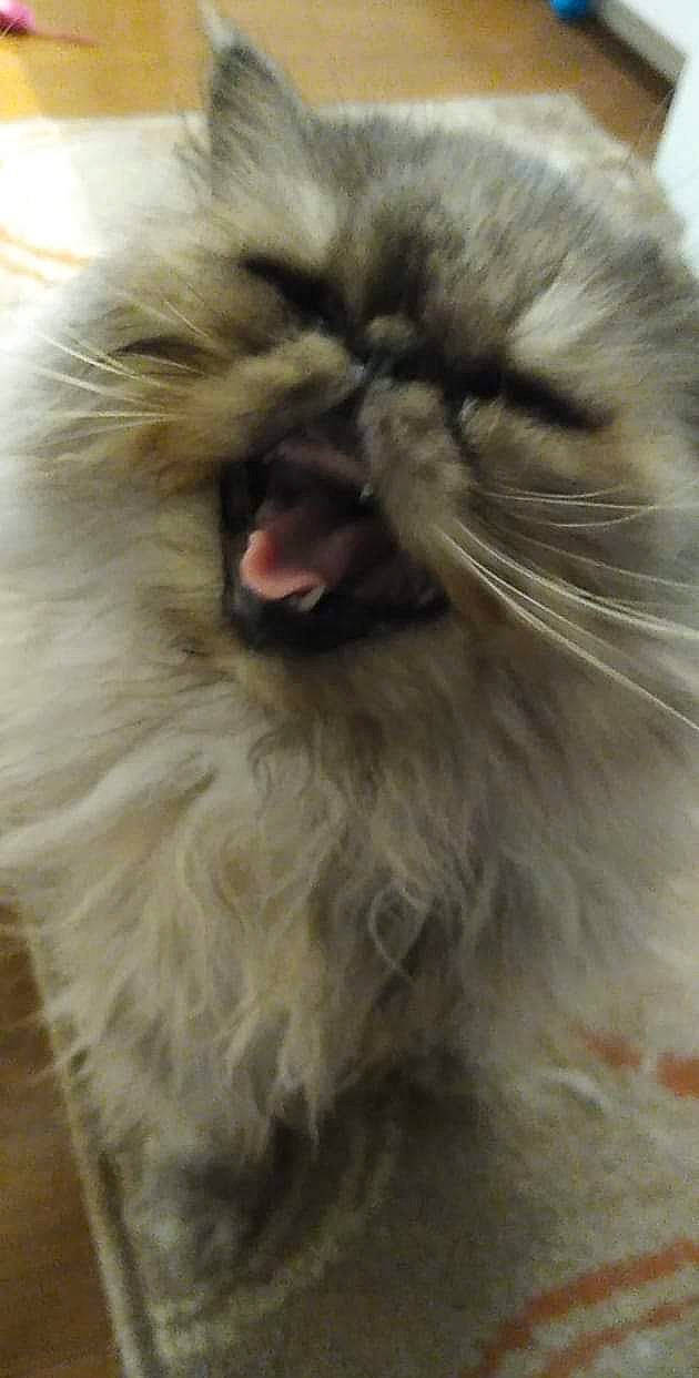 Blueberry joined the competition — help win amazing prizes! birman, carnivore, cat, close_up, domestic_long_haired_cat, fawn, felidae, fur, iris, organ, persian, siamese, skin, small_to_medium_sized_cats, snapshot, snout, tongue, vertebrate, whiskers