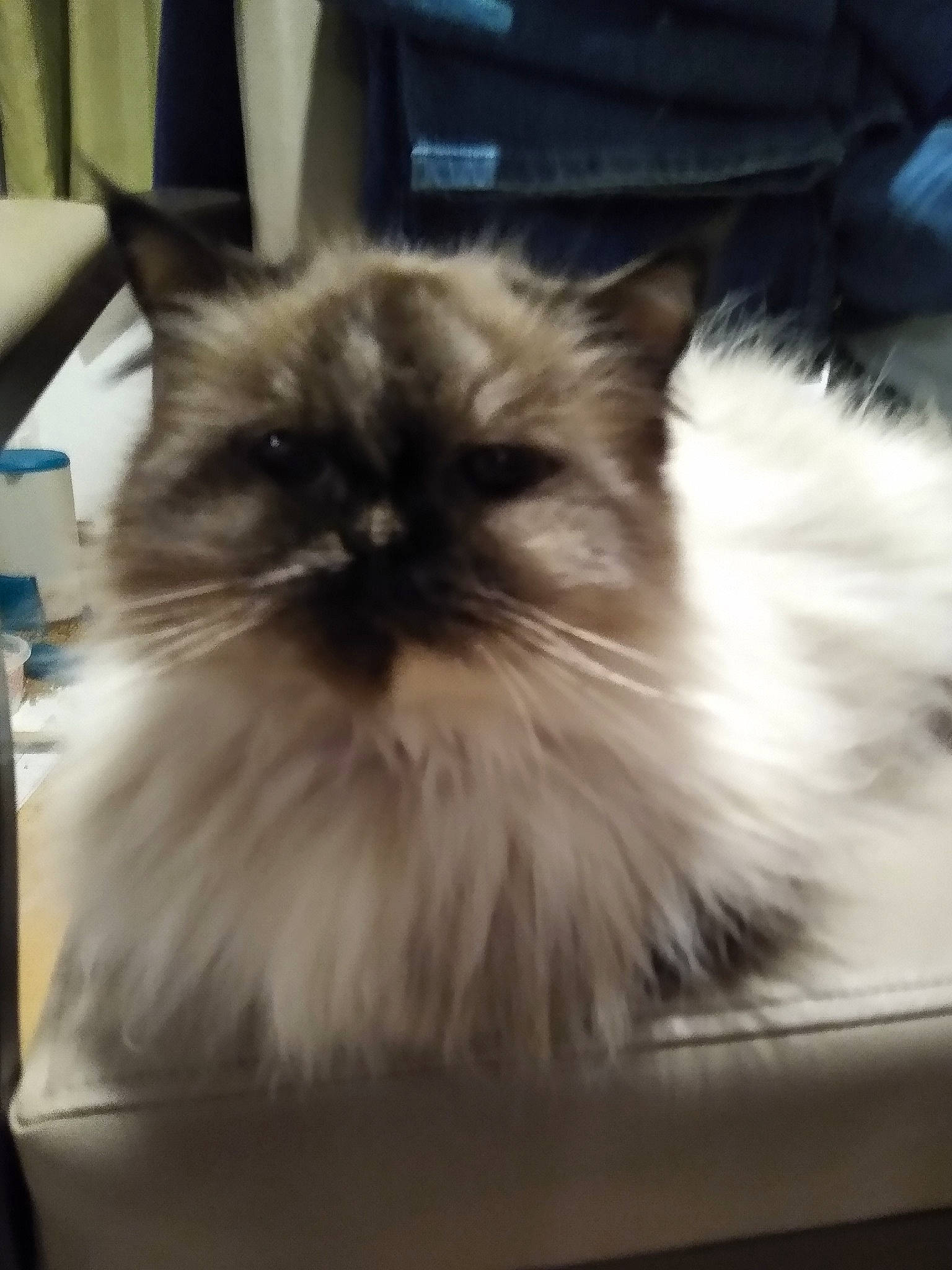 Ciara is registered to the contest to win money with this photo: asian_semi_longhair, balinese, birman, british_semi_longhair, carnivore, cat, domestic_long_haired_cat, eye, felidae, fur, himalayan, iris, kitten, mammal, norwegian_forest_cat, persian, ragdoll, small_to_medium_sized_cats, vertebrate, whiskers