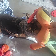 Chato is registered to the contest to win money with this photo: dog, toy, plush_toy, concrete_floor, blanket, playful, pet, indoor, stuffed_animal, colorful, animal, mouth, hand, chewing, floor, casual, scattered, brown, black, orange