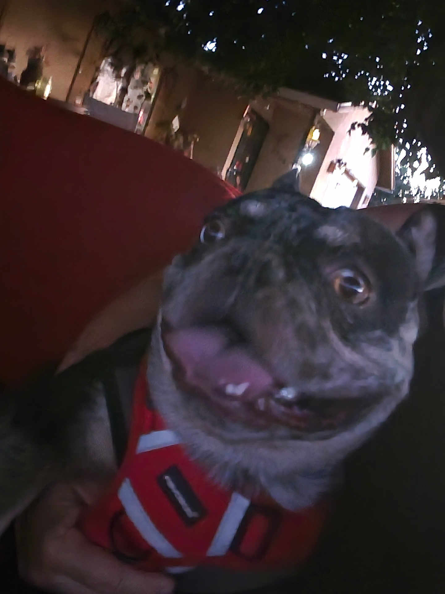 Chato joined the competition — help win amazing prizes! dog, pet, close_up, red_harness, outdoor, night, animal, canine, tongue, excited, blurry, face, eyes, ears, person_hand, tree, building, dark, expression, fur