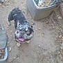 Chato is registered to the contest to win money with this photo: dog, french_bulldog, heterochromia, blue_eye, brown_eye, tongue_out, smiling, backyard, dry_leaves, dirt_ground, plastic_bin, outdoor, pet, canine, animal, happy, looking_up, ears_up, short_hair,  brindle