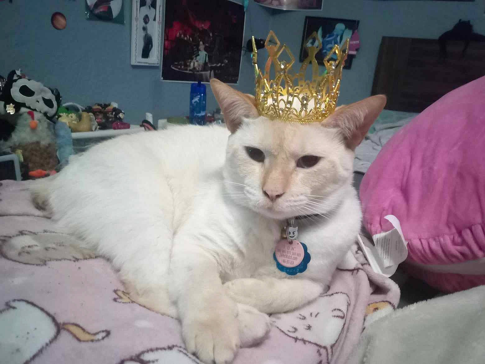 Ri-ri Key Victory joined the competition — help win amazing prizes! carnivore, cat, collar, comfort, domestic_short_haired_cat, event, fang, fashion_accessory, felidae, fur, paw, small_to_medium_sized_cats, tail, toy, whiskers