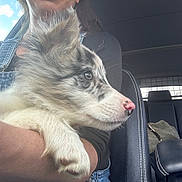 Billie participe au concours pour gagner de l'argent avec cette photo : dog, puppy, fluffy, white_fur, gray_fur, profile, eye, pink_nose, paw, pet, animal, car, vehicle, passenger, arm, lap, seated, closeup, outdoor, daylight