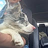 dog, puppy, fluffy, white_fur, gray_fur, profile, eye, pink_nose, paw, pet, animal, car, vehicle, passenger, arm, lap, seated, closeup, outdoor, daylight