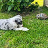 dog, puppy, tortoise, reptile, animal, grass, garden, outdoor, backyard, fluffy, white_fur, black_fur, lying_down, shell, wildlife, pets, plants, leaves, patio, nature