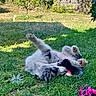 Billie participe au concours pour gagner de l'argent avec cette photo : dog, puppy, dogs, playing, rolling, grass, garden, outdoors, sunlight, furry, fluffy, pet, animal, toy, rope_toy, backyard, flowers, greenery, funny_pose, playful