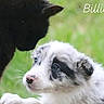 Billie participe au concours pour gagner de l'argent avec cette photo : cat, dog, puppy, kitten, black_cat, border_collie, fluffy, grass, outdoor, animal, pet, cute, portrait, close_up, fur, white_fur, black_fur, blue_eyes, looking_up, nature