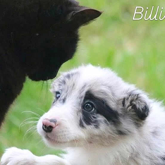 Billie