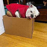 Lola joined the competition — help win amazing prizes! bulldog, dog, cardboard_box, red_jacket, indoor, wooden_floor, pet, animal, tongue_out, cute, cozy, furniture, living_room, resting, snug, domestic, household, canine, companion, relaxed