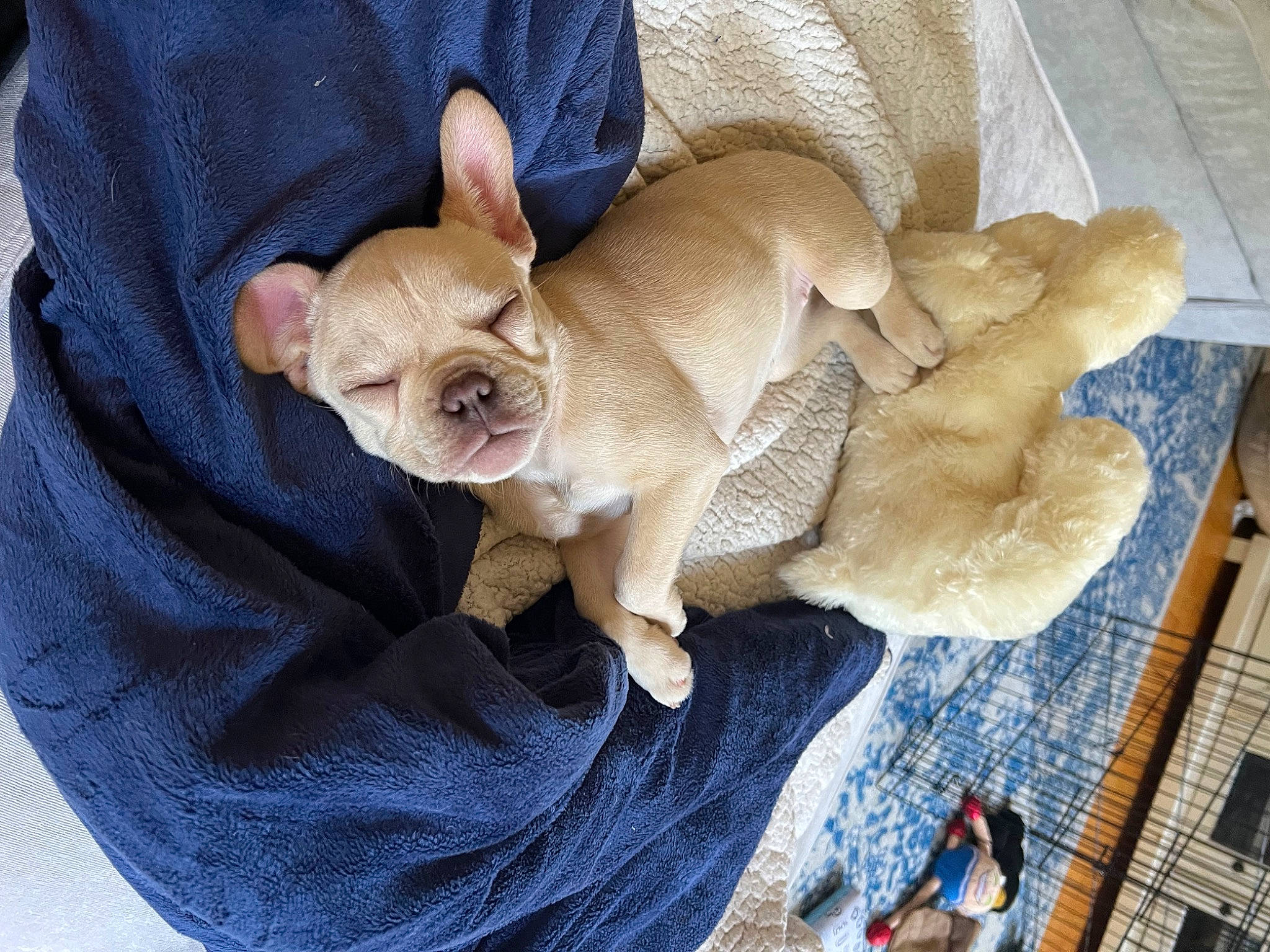 Lilo is registered to the contest to win money with this photo: canidae, carnivore, chihuahua, comfort, companion_dog, dog, dog_breed, dog_clothes, dog_supply, ear, fawn, linens, snout, sporting_group, tail, terrestrial_animal, toy_dog, whiskers, wood, working_animal