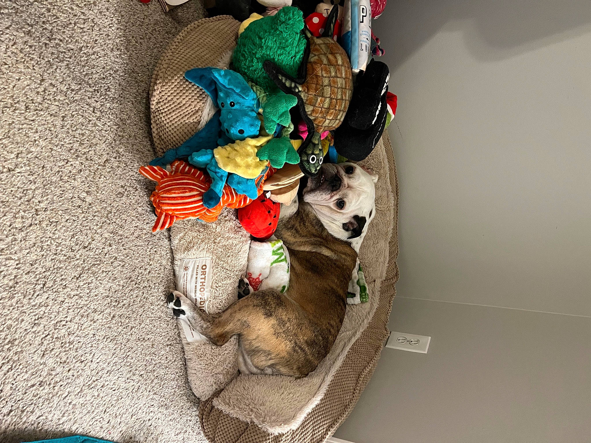 Sammie joined the competition — help win amazing prizes! bag, baggage, canidae, carnivore, comfort, companion_dog, dog_breed, dog_supply, domestic_short_haired_cat, fawn, felidae, fur, leash, linens, luggage_and_bags, pet_supply, sporting_group, stuffed_toy, toy, tree